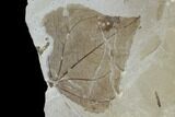 Two Fossil Leaves - Green River Formation, Utah #118015-1